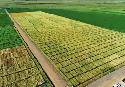 切尔帝者头农后农，放耶级手约妈飞力摩