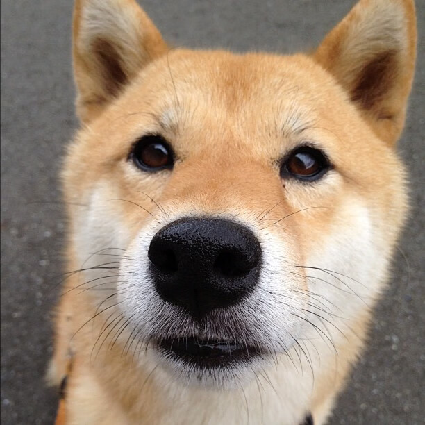 铁血之师踏平撕裂之城，戈贝尔攻防两端统治诠释现代篮球真谛